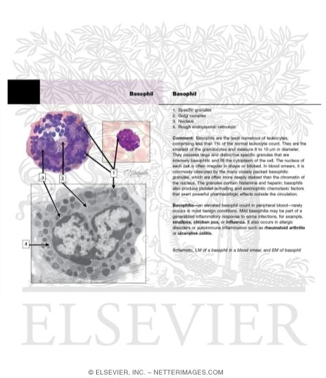 Basophil