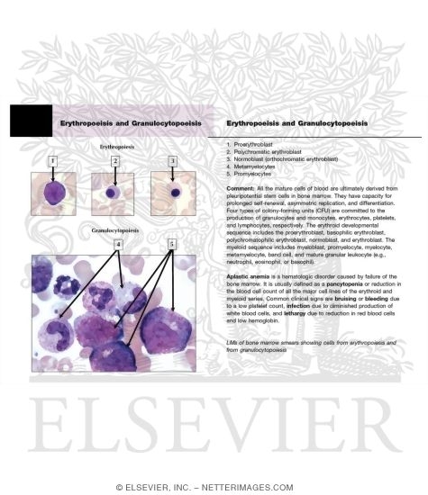 Erythropoeisis and Granulocytopoeisis