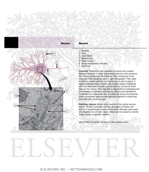 Watermarked preview of unlabeled image: Neuron