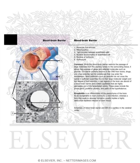 Watermarked preview of unlabeled image: Blood-brain Barrier