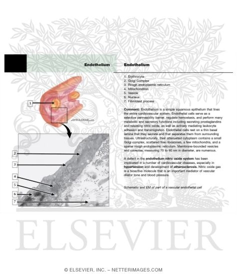 Endothelium
