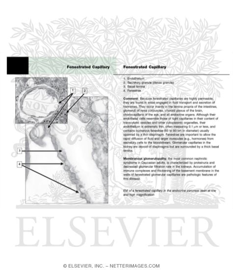 Electron Micrographs of Fenestrated Capillaries In the Endocrine Pancreas In Transverse Section