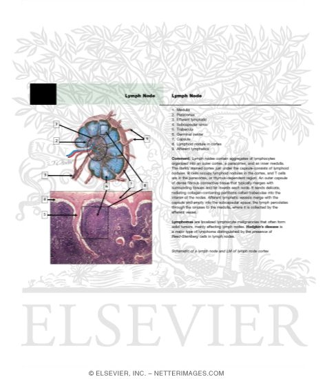 Art Labeling Activity The Structure Of A Lymph Node