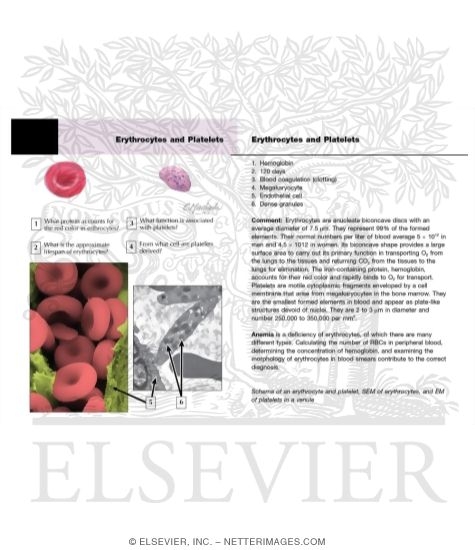 Erythrocytes and Platelets