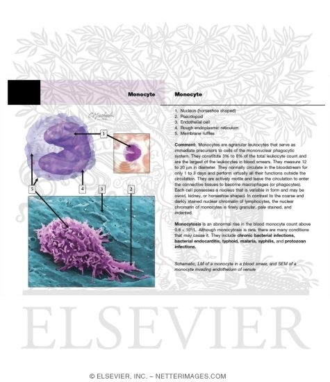 Watermarked preview of unlabeled image: Monocyte