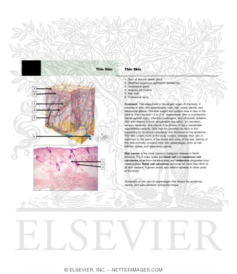 Watermarked preview of unlabeled image: Thin Skin