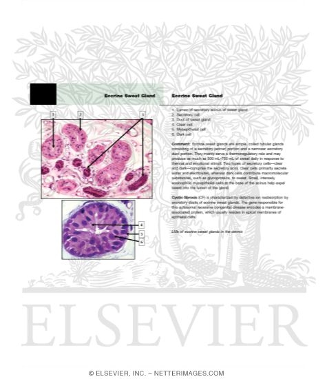 Watermarked preview of unlabeled image: Eccrine Sweat Gland