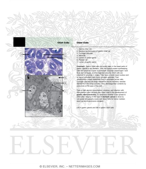 Watermarked preview of unlabeled image: Chief Cells