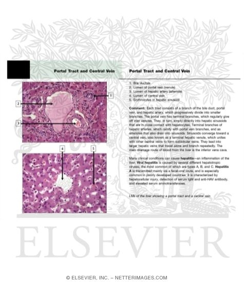 Low-magnification Light Micrograph of a Hepatic Lobule With Light Micrograph of a Portal Tract and Light Micrograph of a Central Vein In the Center of a Hepatic Lobule