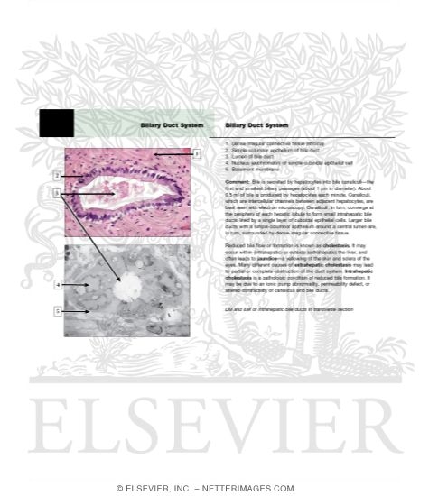 Watermarked preview of unlabeled image: Biliary Duct System