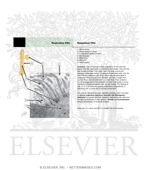 Watermarked preview of unlabeled image: Respiratory Cilia