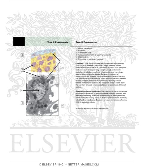 Type II Pneumocyte