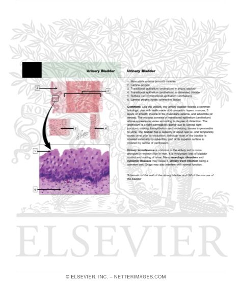 Urinary Bladder