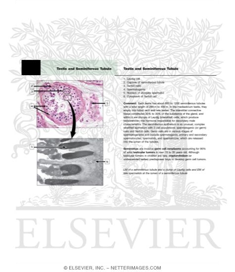 Testis and Seminiferous Tubule