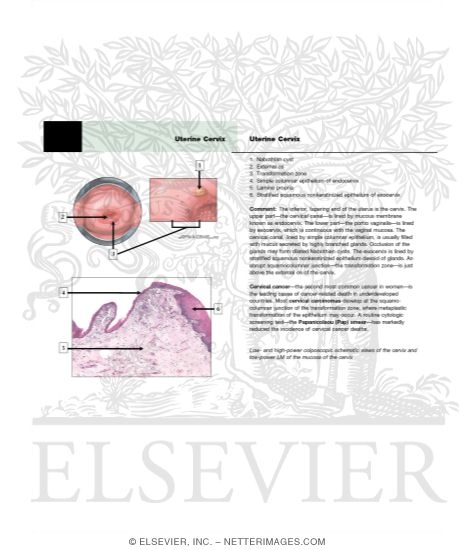 Uterine Cervix