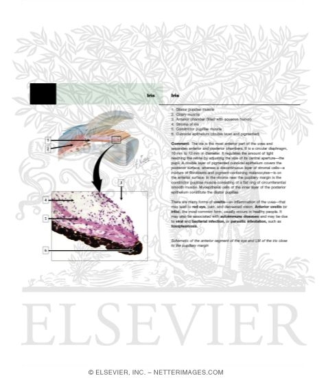 Watermarked preview of unlabeled image: Iris