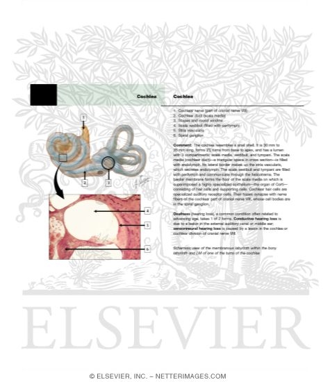 Cochlea