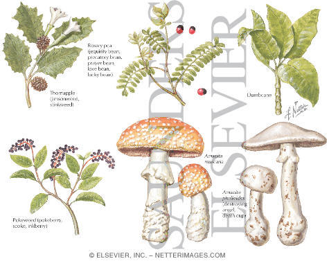 Watermarked preview of labeled image: Some Common Poisonous Plants