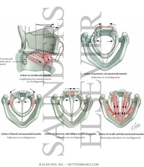 Action of Intrinsic Muscles of Larynx