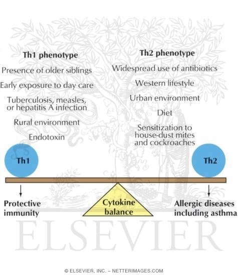 Watermarked preview of unlabeled image: Factors Favoring the Th1 and Th2 Phenotypes