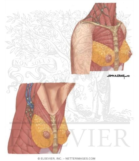 Positions for Examination of the Breast