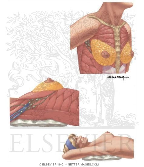 Watermarked preview of unlabeled image: Positions for Examination of the Breast