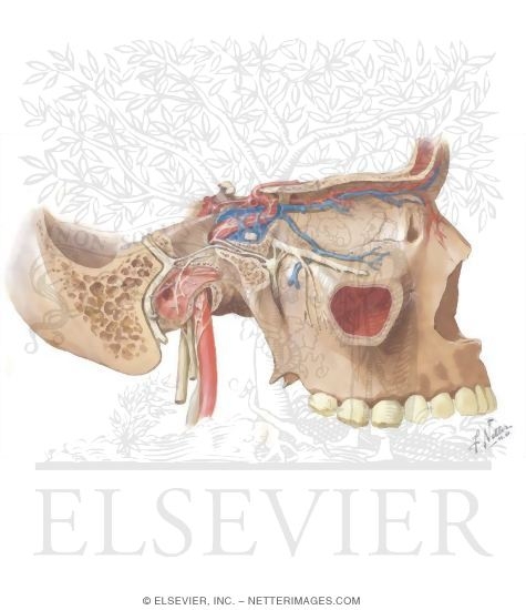 Watermarked preview of unlabeled image: Internal Carotid Artery In Skull