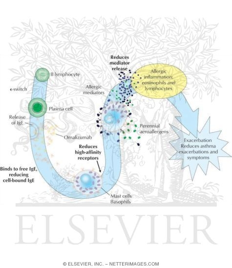 Omalizumab Mechanism of Action In IgE-Mediated Asthma