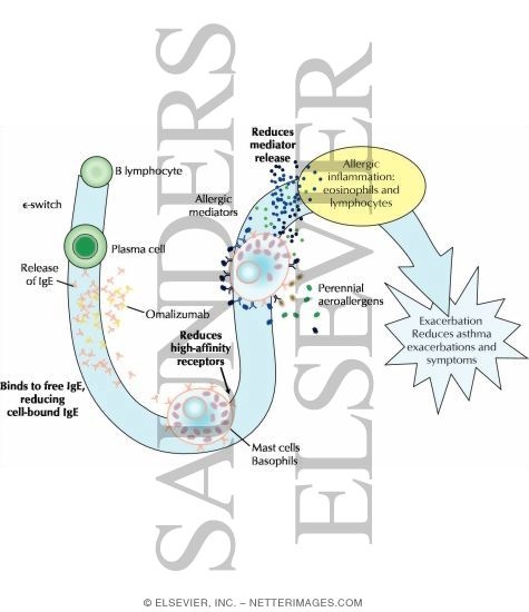Omalizumab Mechanism of Action In IgE-Mediated Asthma