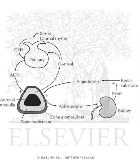 Watermarked preview of unlabeled image: Control of the Secretion of Cortisol and Aldosterone