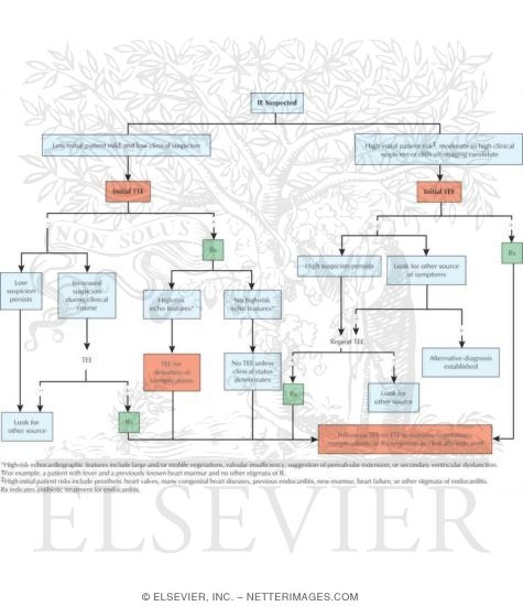 Watermarked preview of unlabeled image: Echocardiography In the Diagnosis and Management of Infective Endocarditis