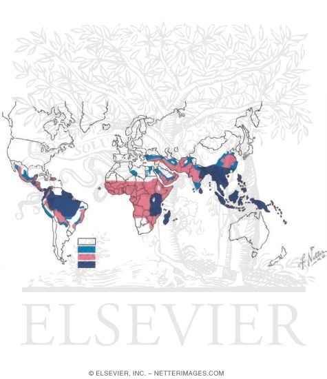 Watermarked preview of unlabeled image: Geographic Distribution of Malaria