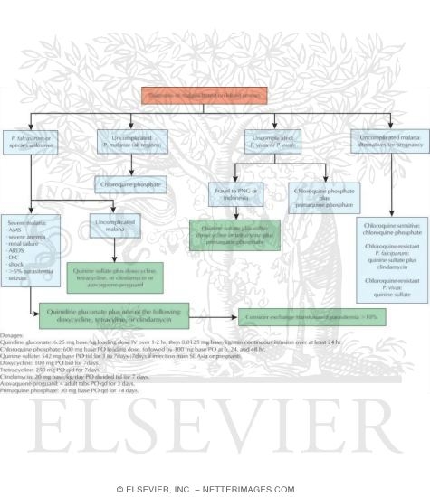 Watermarked preview of unlabeled image: Algorithm of Current Centers for Disease Control and Prevention Treatment Guidelines