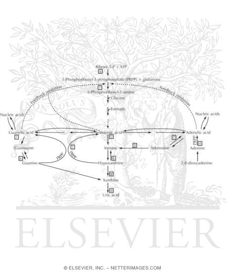 Watermarked preview of unlabeled image: Purine Elimination Biochemical Pathway