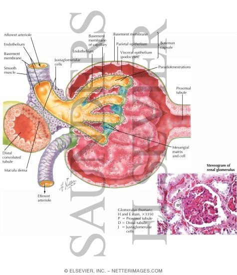 Histology of Renal Corpuscle