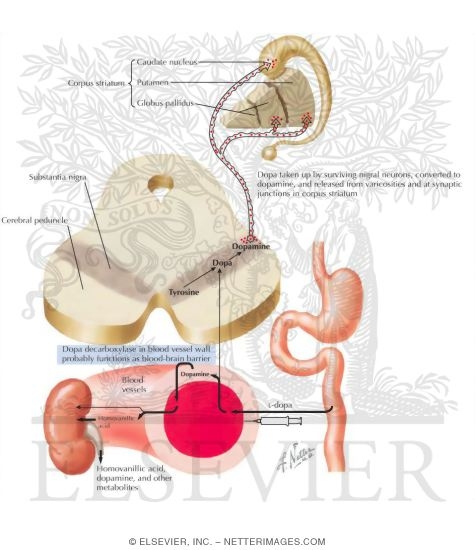 Watermarked preview of labeled image: Hypothesized Role of Dopa in Parkinson's Disease
