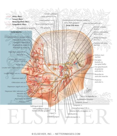 Watermarked preview of labeled image: Facial nerve (VII)