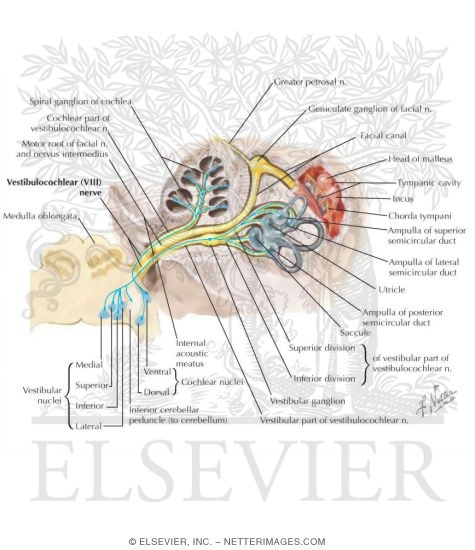 Vestibulocochlear Nerve (VIII)