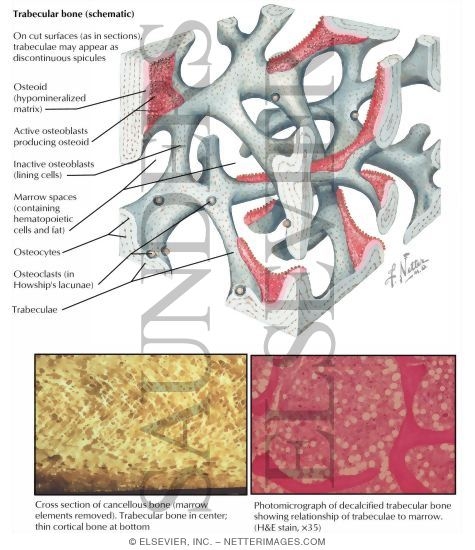 Structure of Trabecular Bone