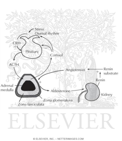 Watermarked preview of labeled image: Control of the Secretion of Cortisol and Aldosterone