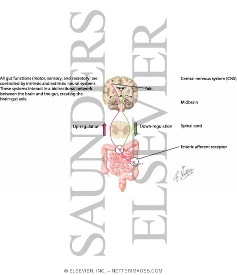 Watermarked preview of labeled image: Irritable Bowel Syndrome: Brain-gut Axis
