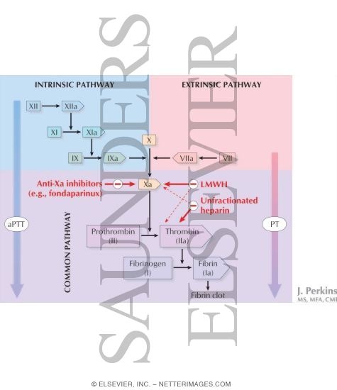 Coagulation Cascade