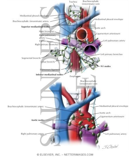 Regional Lymph Node Stations for Lung Cancer Staging