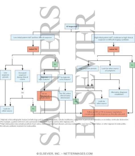 Watermarked preview of labeled image: Echocardiography In the Diagnosis and Management of Infective Endocarditis