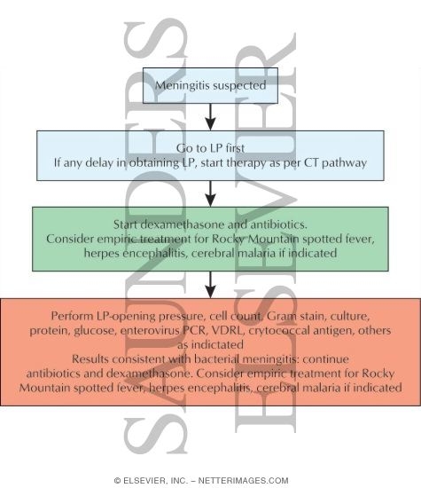 Watermarked preview of labeled image: Diagnostic Algorithm for Bacterial Meningitis