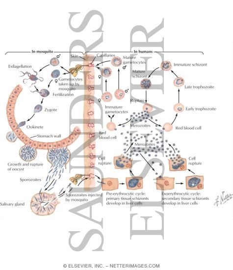 Life Cycle of Malaria Parasites (Plasmodium Vivax)