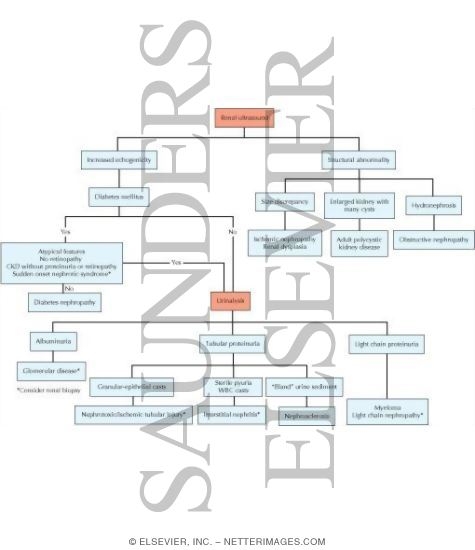 Diagnostic Evaluation of Chronic Kidney Disease