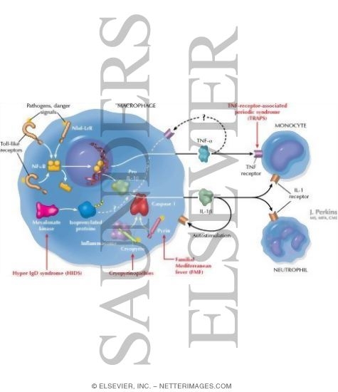 Watermarked preview of labeled image: Innate Immune System Pathways Involved In the Autoinflammatory Syndromes