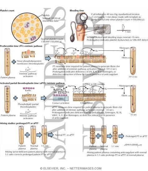 Hemostasis Tests