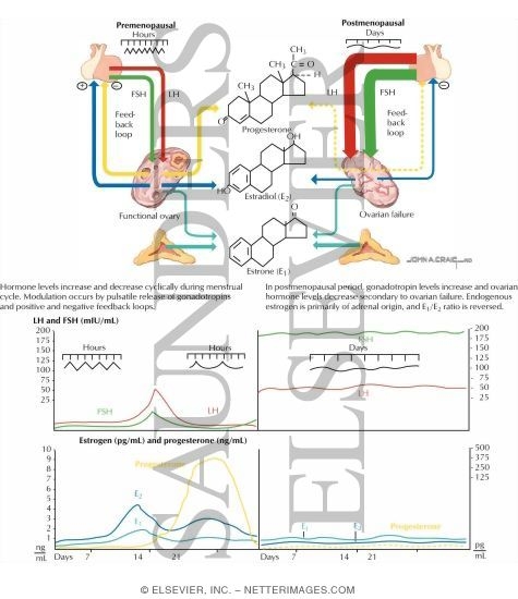 Watermarked preview of labeled image: Pituitary and Ovarian Hormone Changes in Menopause